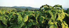 proapp-tobacco